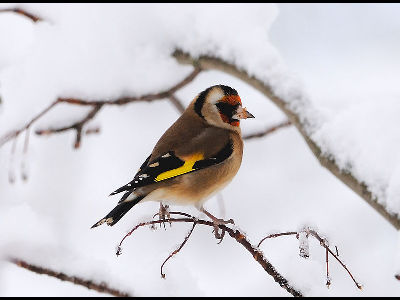 Finch  -  European Goldfinch