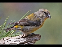 Red Crossbill image
