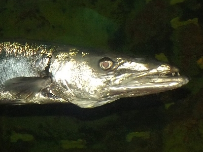 Fish  -  Barracuda
