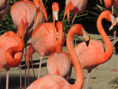 Flamingo  -  American Flamingo