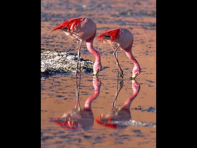 Flamingo  -  Puna Flamingo