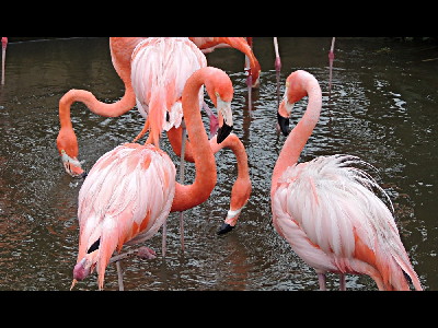 Flamingo  