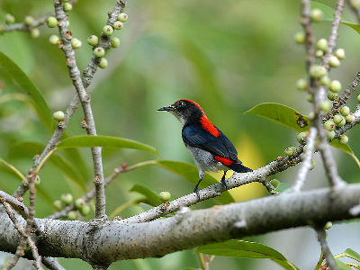 Flowerpecker  -  Scarlet-backed Flowerpecker
