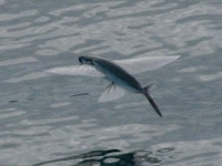 Flying Fish image