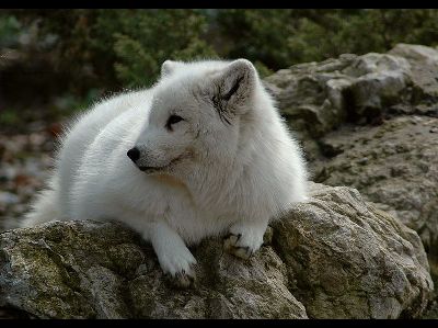 Fox  -  Arctic Fox
