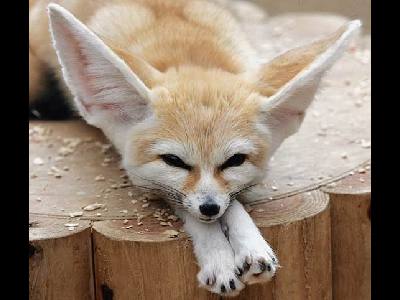 Fox  -  Fennec Fox