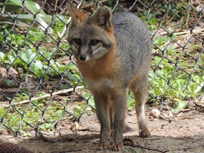 Fox  -  Gray Fox