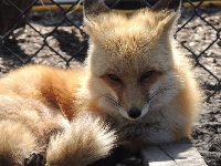 fox/fox_Red_Foximage2