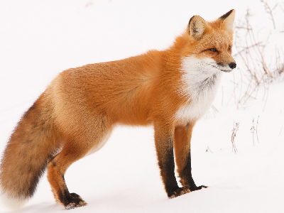 Fox  -  Red Fox