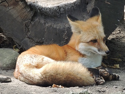 Fox  -  Red Fox