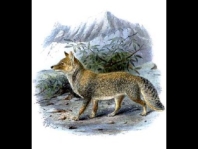 Fox  -  Tibetan Fox