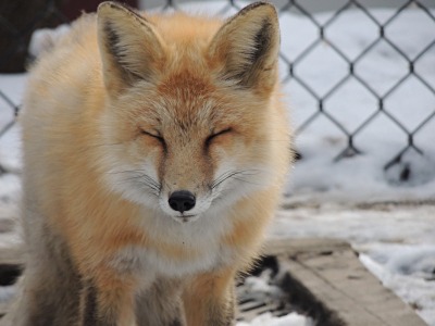 Fox  