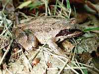 Agile Frog image