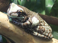 Amazon Milk Frog image