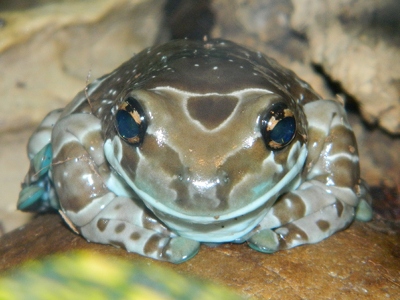 Frog  -  Amazon Milk Frog