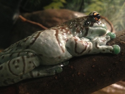 Frog  -  Amazon Milk Frog