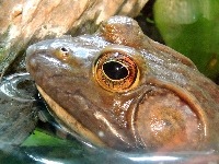American Bullfrog image