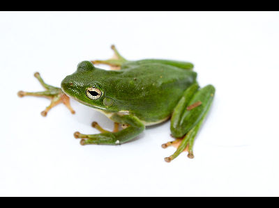 Frog  -  American Green Tree Frog