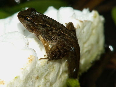 Frog  -  Common Frog