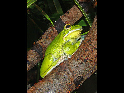 Frog  -  Giant Tree Frog