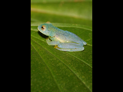 Frog  -  Glass Frog
