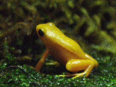 Frog  -  Golden Mantella Frog