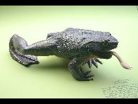 Goliath Frog image