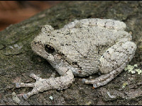 Gray Treefrog image