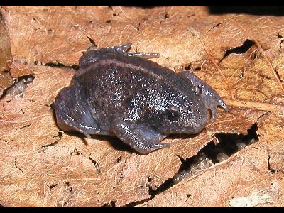 Frog  -  Mexican Burrowing Toad