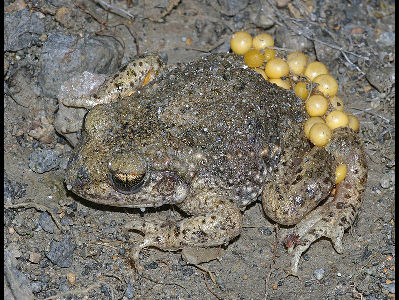 Frog  -  Midwife Toad