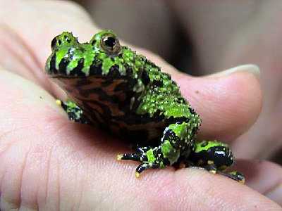 Frog  -  Oriental Fire-bellied Toad