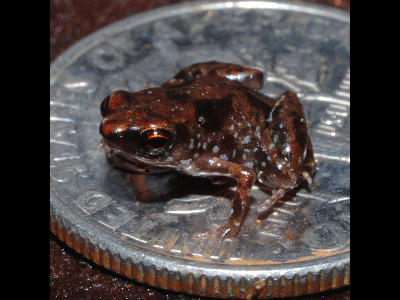 Frog  -  Paedophryne Amauensis