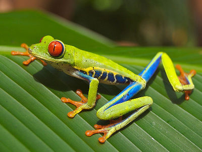 Frog  -  Red-eyed Treefrog