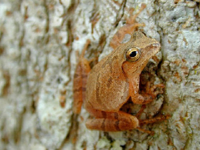 Frog  -  Spring Peeper