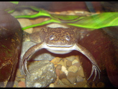 Frog  -  Surinam Toad