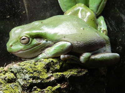 Frog  -  White's Treefrog