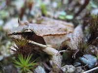 Wood Frog image