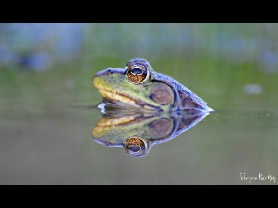 Frog  
