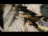 Garter Snake image