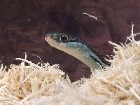 Eastern Garter Snake image
