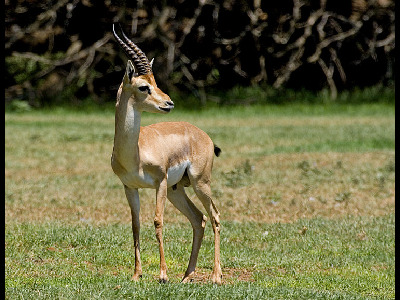 Gazelle  -  Mountain Gazelle