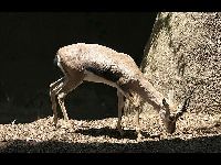 Speke's Gazelle image