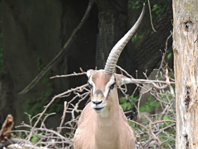 Gazelle  