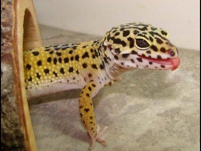 Gecko  -  Leopard Gecko