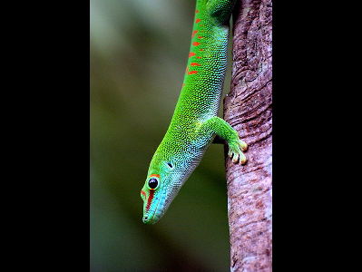Gecko  -  Madagascar Day Gecko