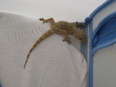 Gecko  -  Moorish Gecko