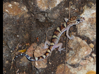 Gecko  -  Yucatan Banded Gecko