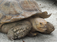 Aldabra Giant Tortoise image