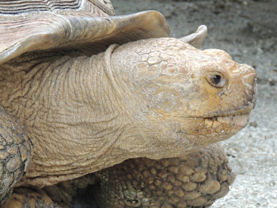 Giant Tortoise  -  Aldabra Giant Tortoise