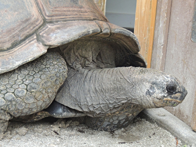 Giant Tortoise  -  Aldabra Giant Tortoise